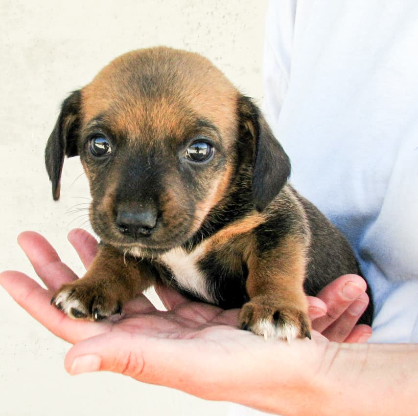 Prvi idejni projekt za Zavetišče za živali