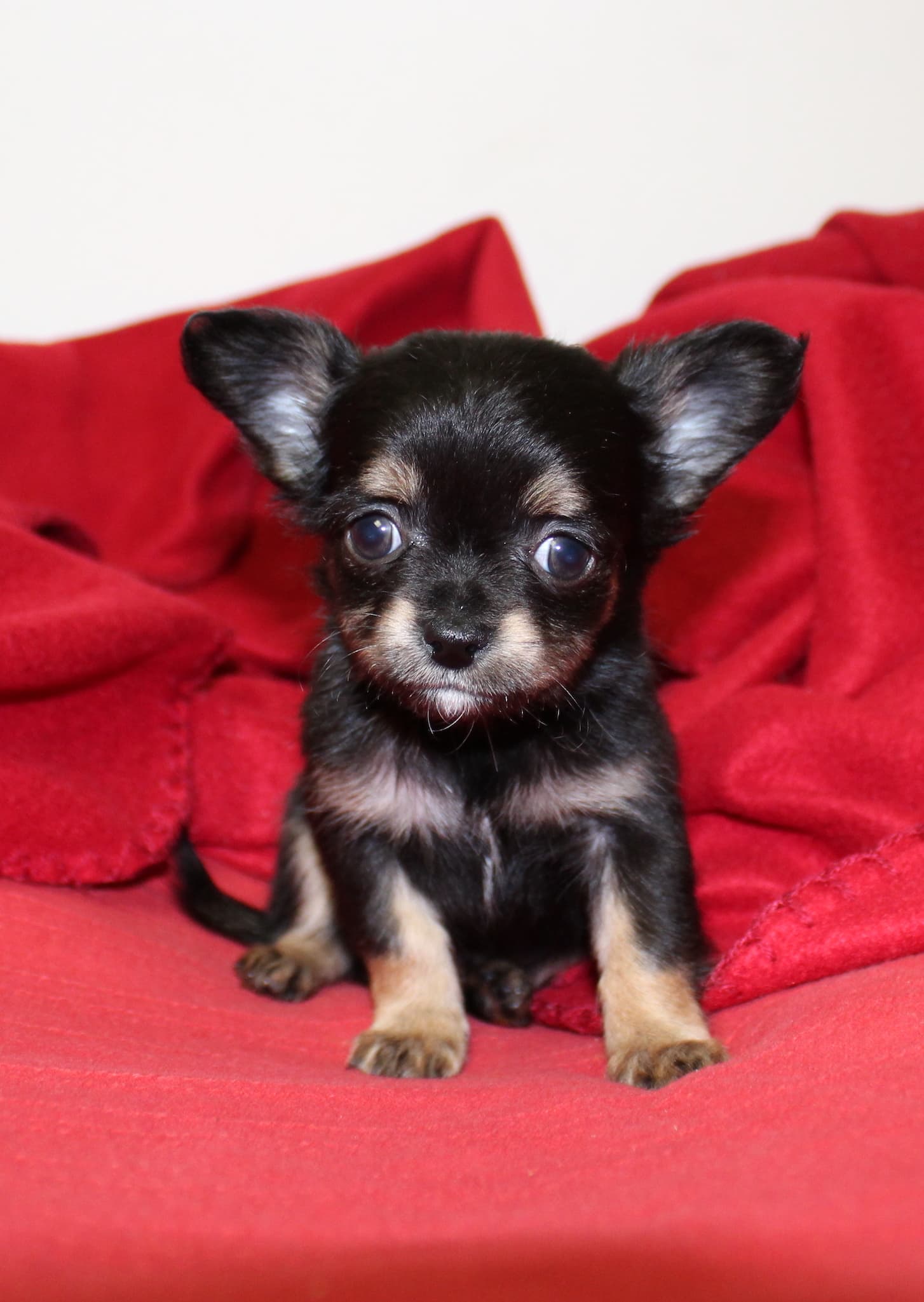 Zaseg prvega večjega števila pasjih mladičev ilegalne trgovine