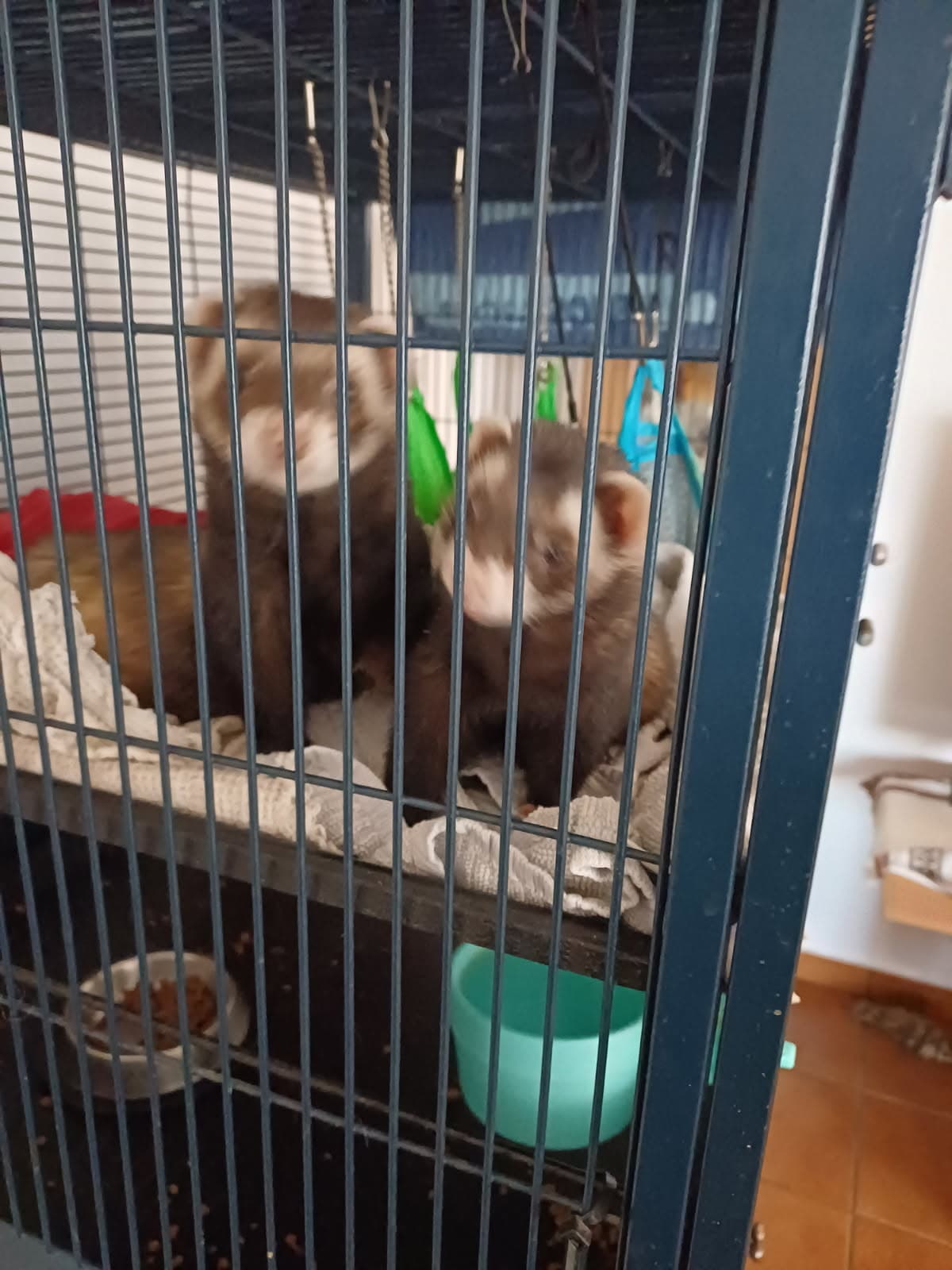 Podarim parček belih dihurjev