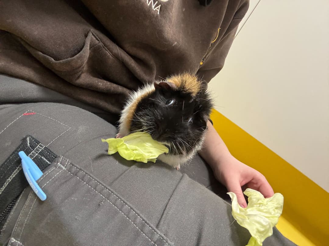 Druga žival Miss Pepi