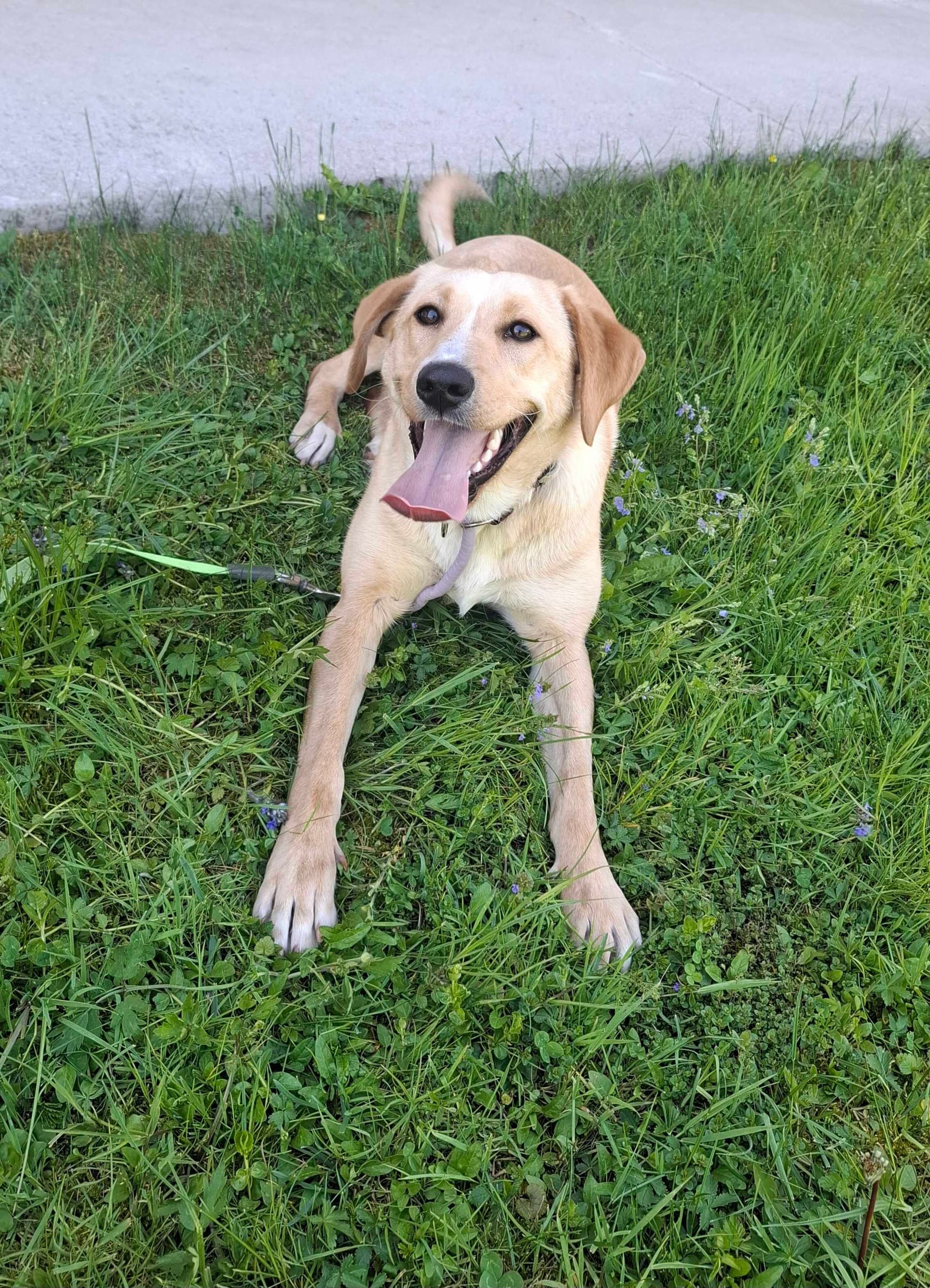 Lina pes samica