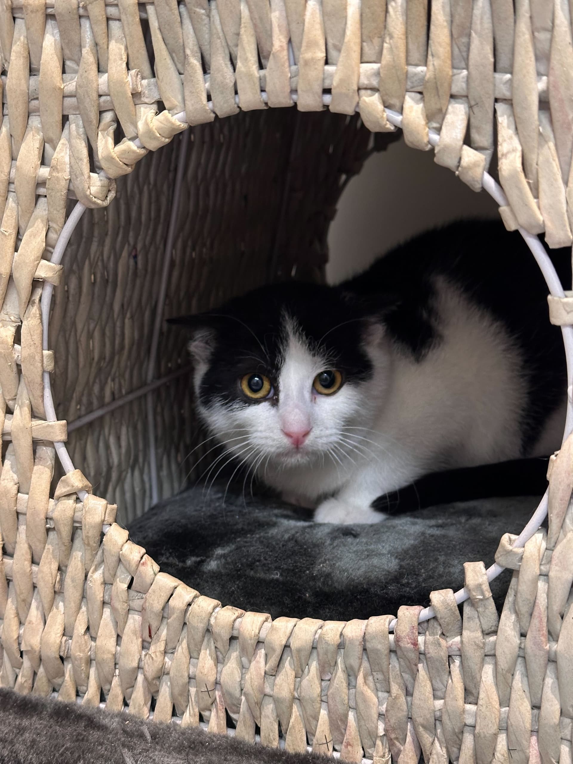 Cruella macka samica