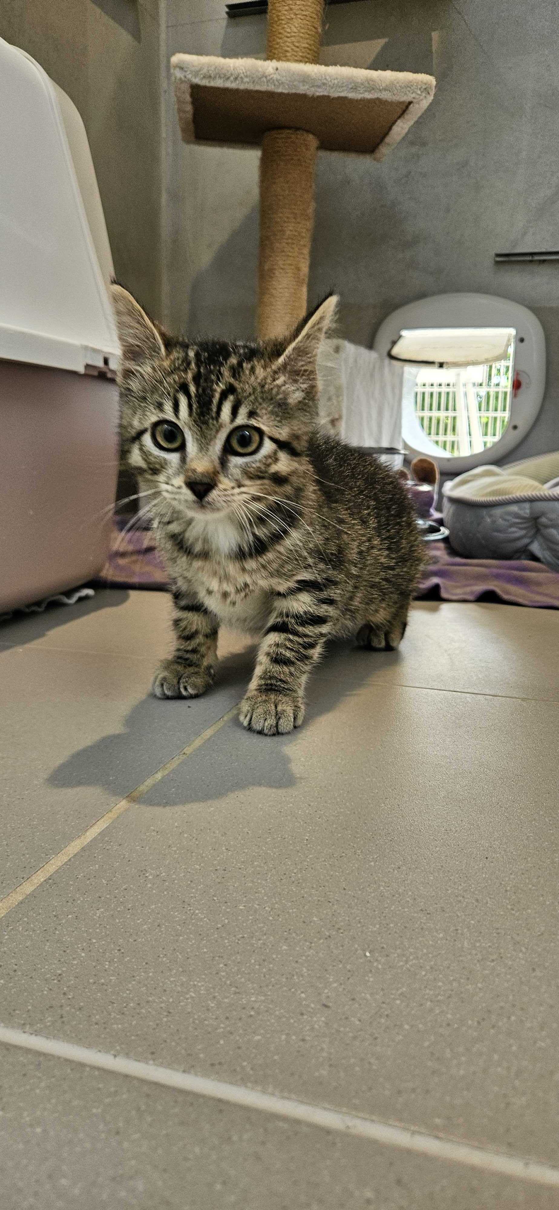 Lynx macka samica