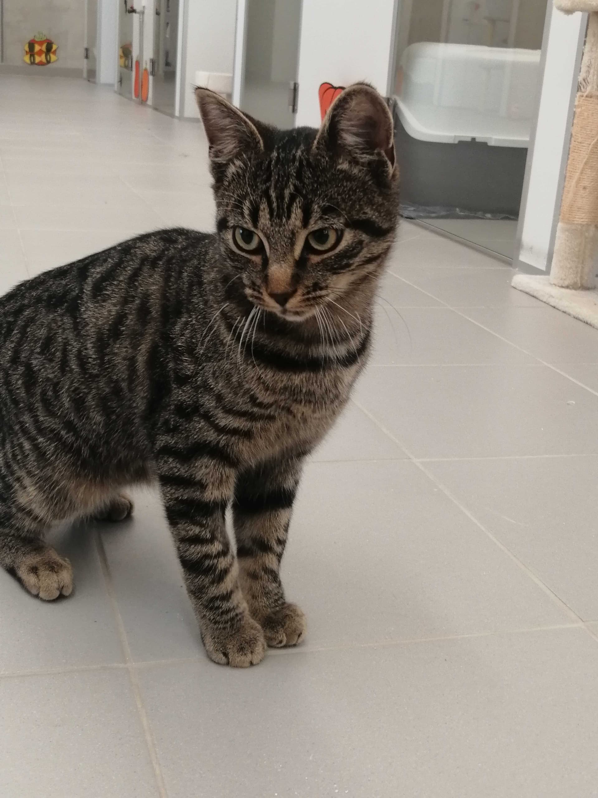 Dino macka samec