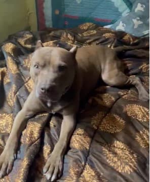 Pitbull Mrga išče nov dom
